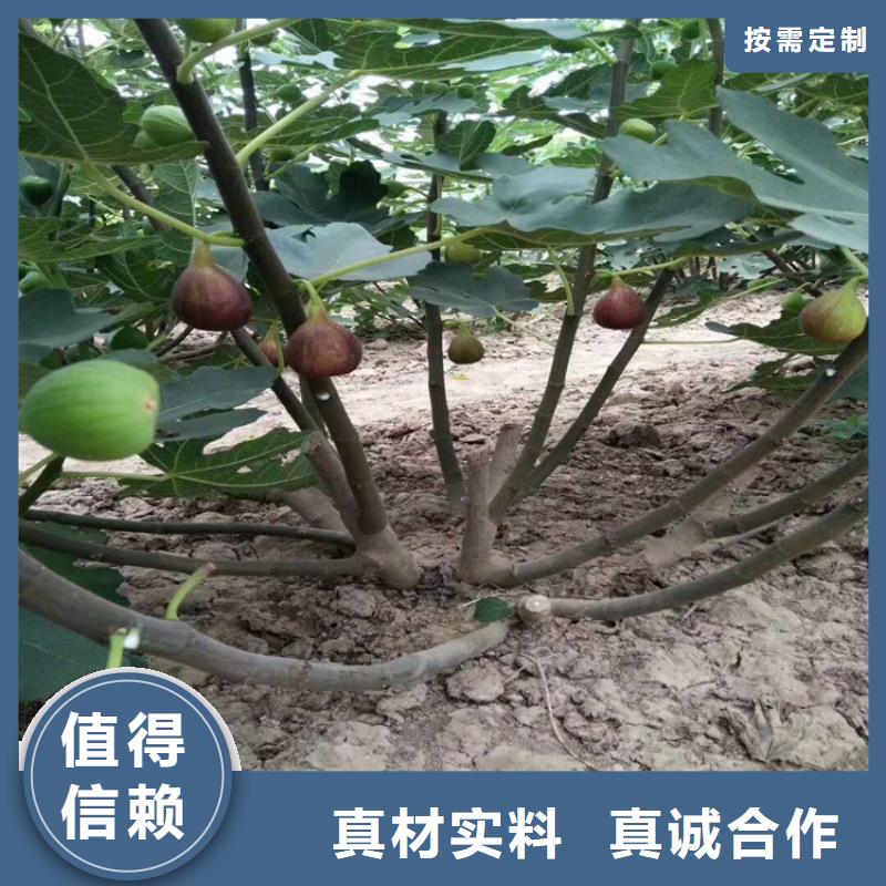无花果,葡萄苗拒绝伪劣产品