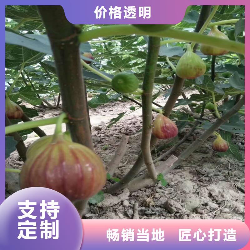 北美冬青-视频-四川省自贡市轩园北美冬青可服务区域富顺|自流井|内江|凉山|广安|泸州|德阳|眉山等