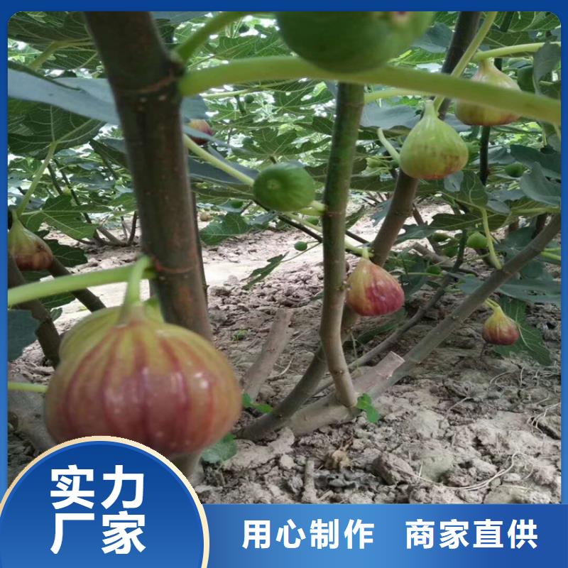 北美冬青-视频-北美冬青_湖北省襄阳市市场覆盖枣阳|谷城|武汉|荆门|鄂州|荆州|咸宁|孝感|宜昌等