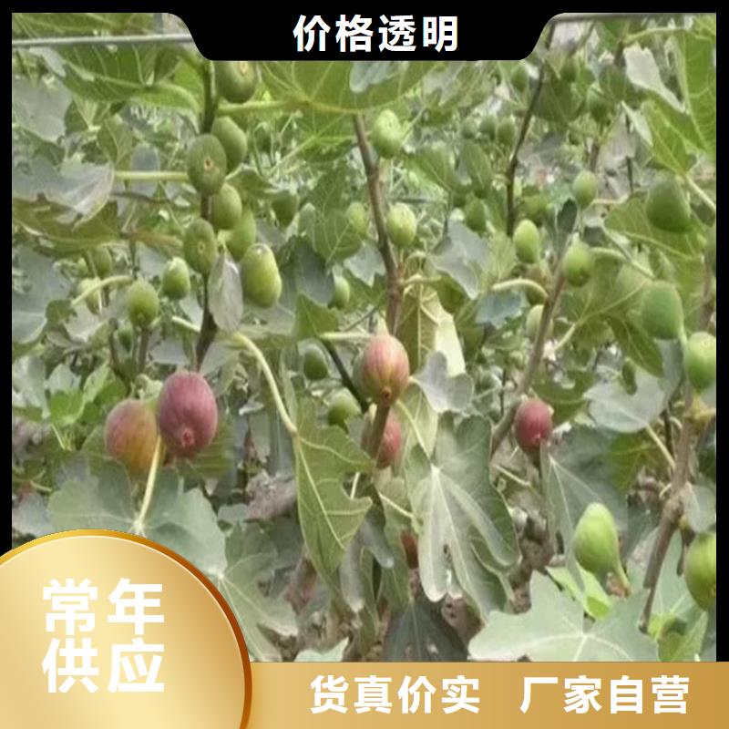 无花果,葡萄苗拒绝伪劣产品