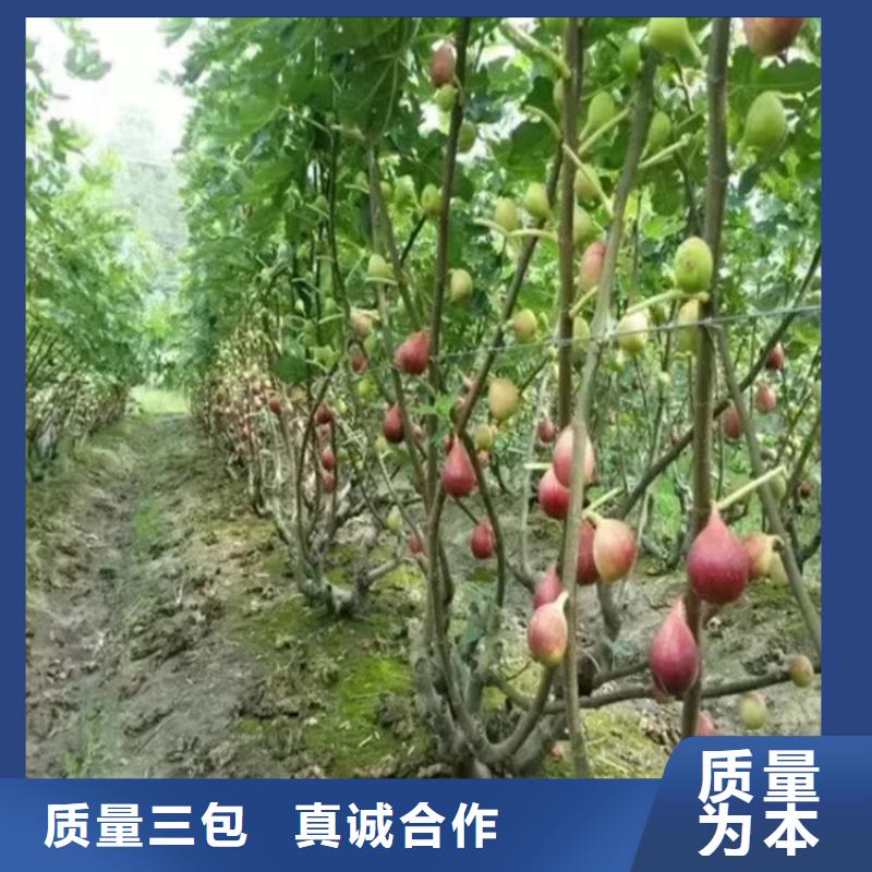 无花果-杏树苗匠心工艺