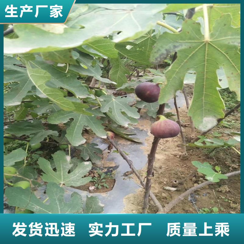 无花果3公分软籽石榴苗一手货源