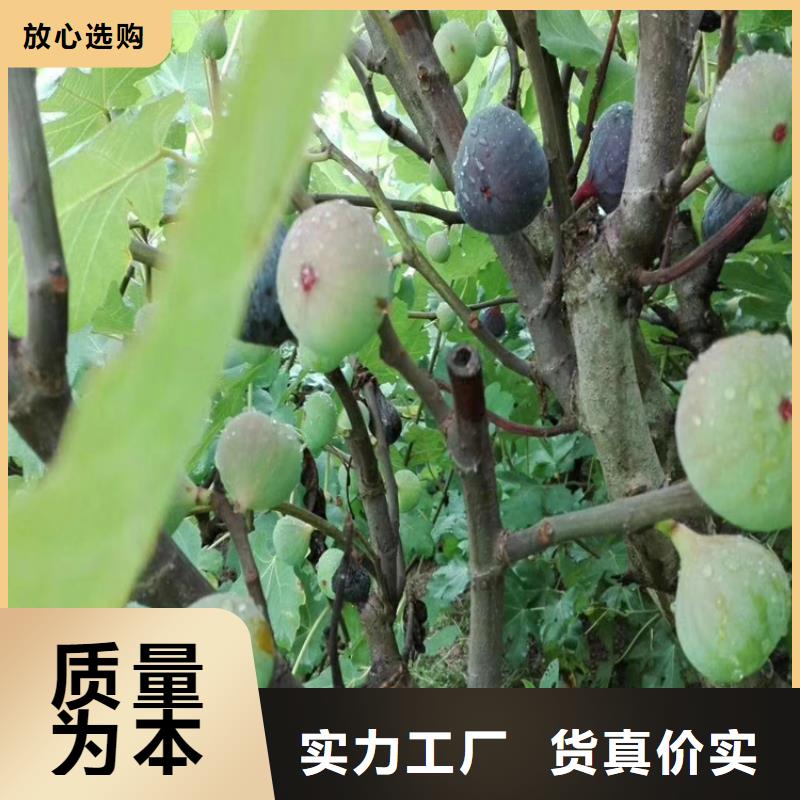 无花果樱桃苗实力厂商