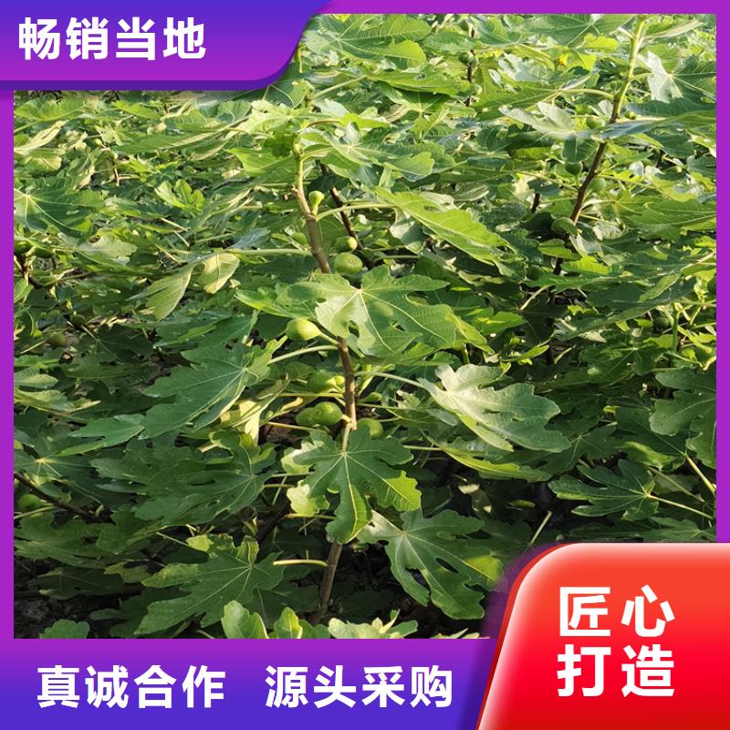北美冬青-视频-四川省自贡市轩园北美冬青可服务区域富顺|自流井|内江|凉山|广安|泸州|德阳|眉山等