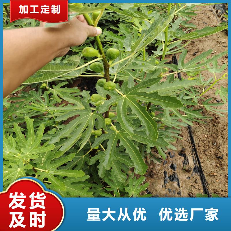 北美冬青-视频-四川省自贡市轩园北美冬青可服务区域富顺|自流井|内江|凉山|广安|泸州|德阳|眉山等