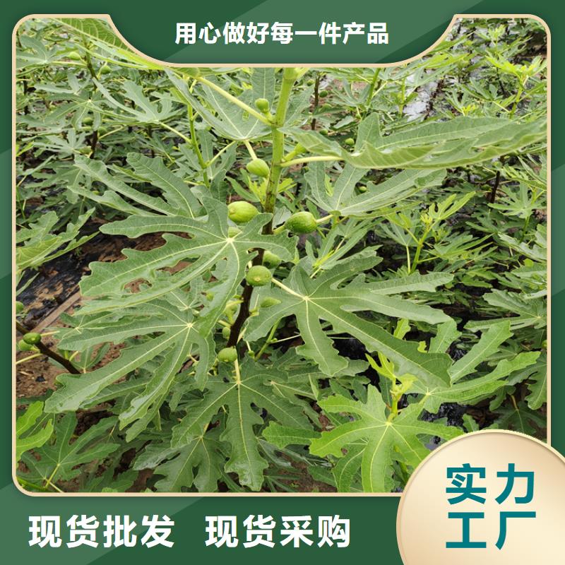 北美冬青-视频-北美冬青-新疆克拉玛依市(当地)公司-乌鲁木齐|伊犁