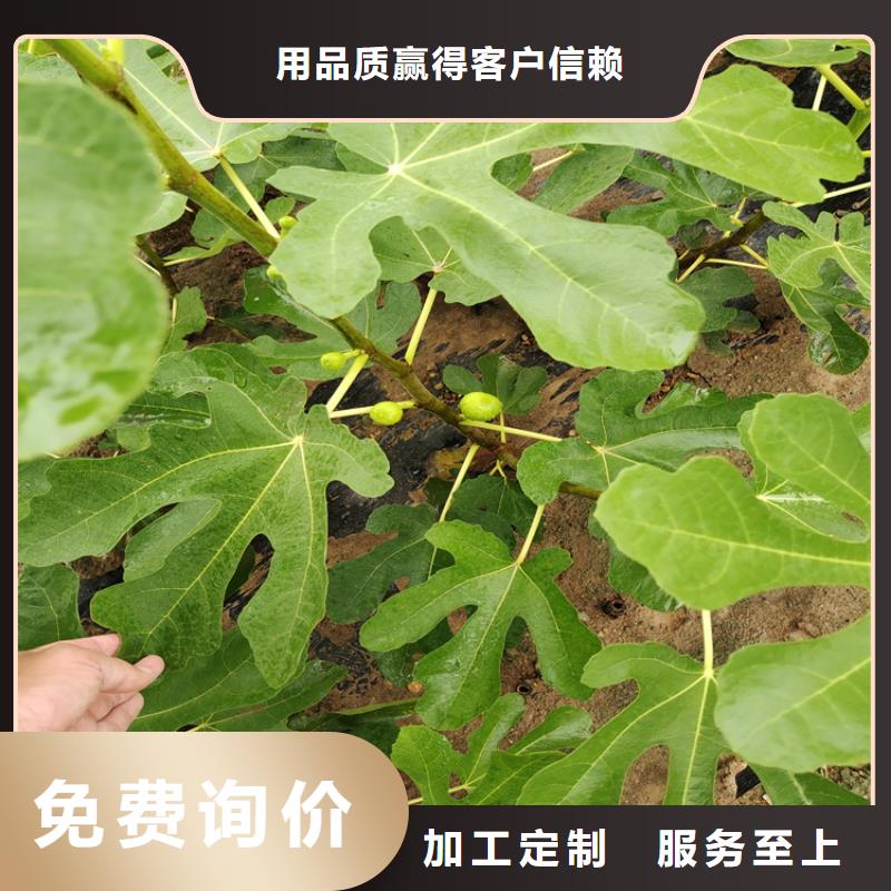 北美冬青-视频-北美冬青-新疆克拉玛依市(当地)公司-乌鲁木齐|伊犁