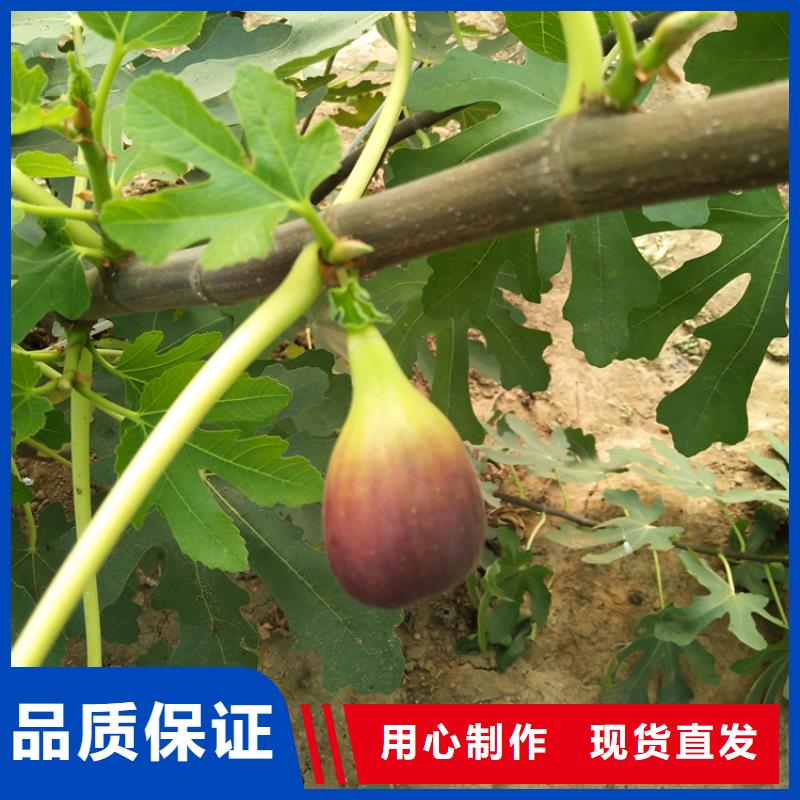 北美冬青-视频-北美冬青_湖北省襄阳市市场覆盖枣阳|谷城|武汉|荆门|鄂州|荆州|咸宁|孝感|宜昌等
