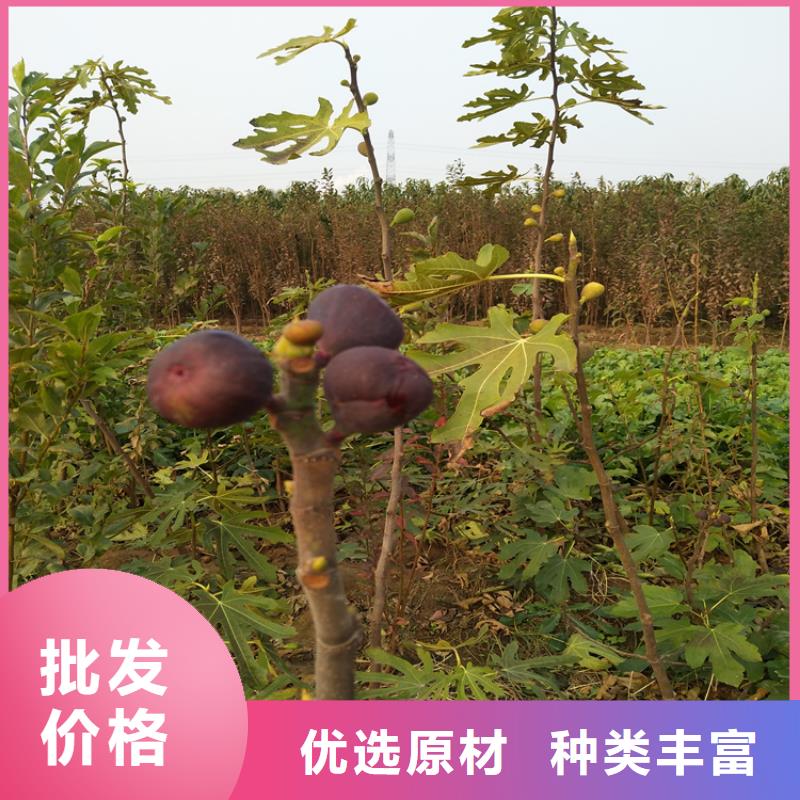 北美冬青-视频-四川省自贡市轩园北美冬青可服务区域富顺|自流井|内江|凉山|广安|泸州|德阳|眉山等