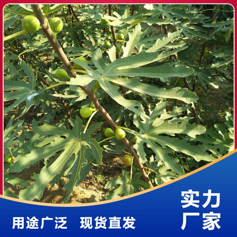 北美冬青-视频-四川省自贡市轩园北美冬青可服务区域富顺|自流井|内江|凉山|广安|泸州|德阳|眉山等