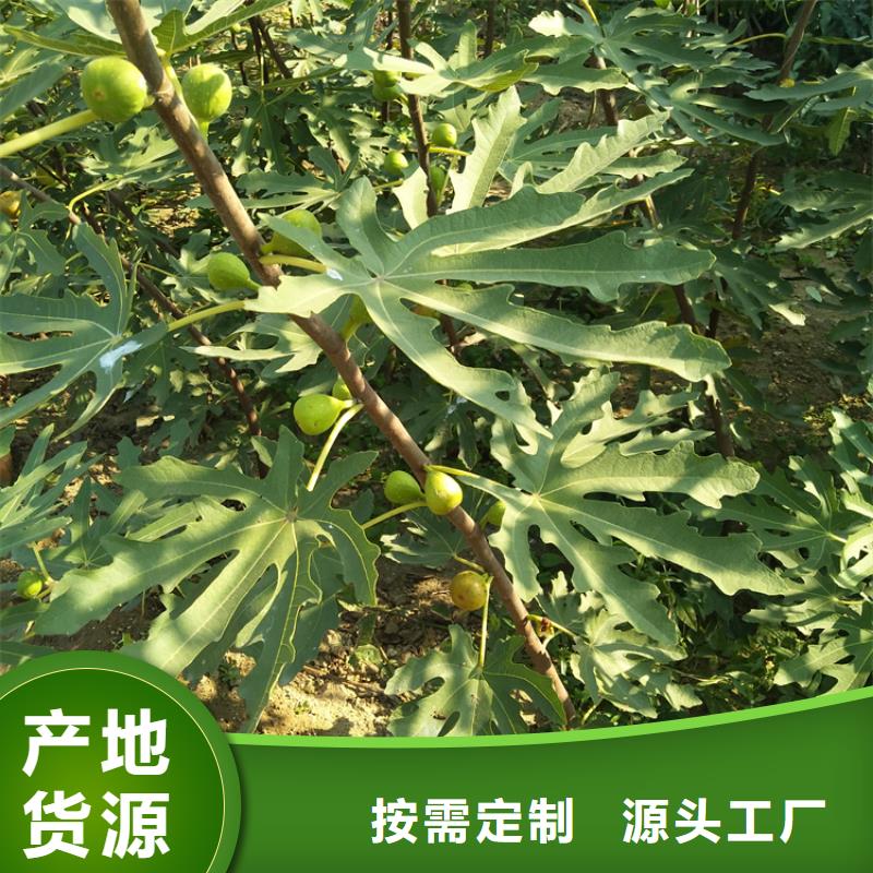 无花果,葡萄苗拒绝伪劣产品