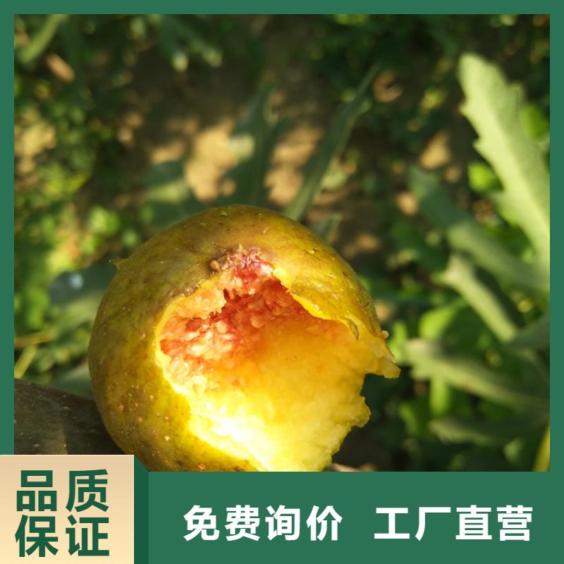 无花果3公分软籽石榴苗一手货源