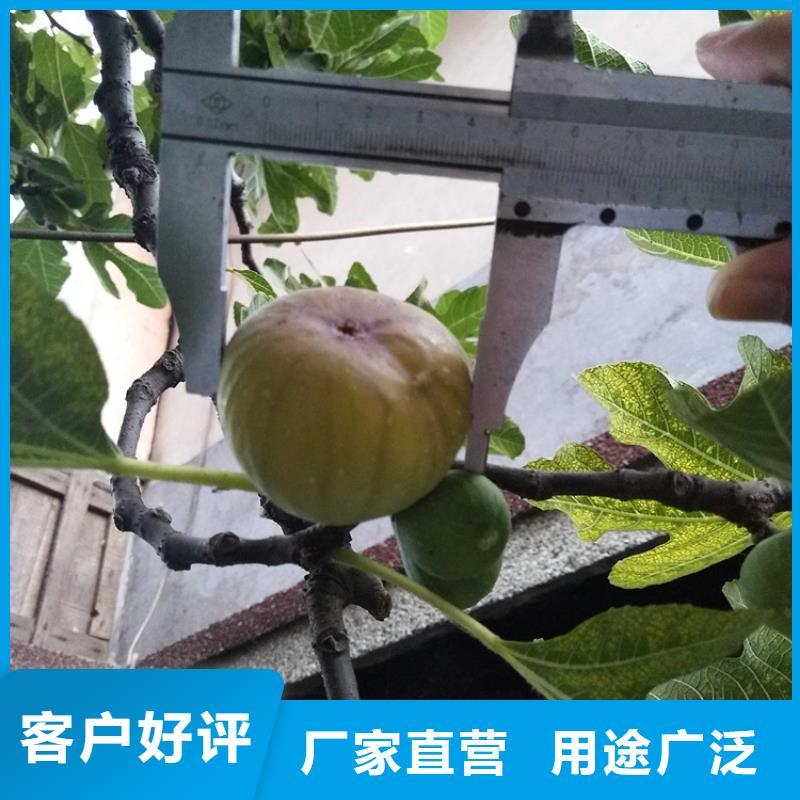北美冬青-视频-北美冬青_湖北省襄阳市市场覆盖枣阳|谷城|武汉|荆门|鄂州|荆州|咸宁|孝感|宜昌等
