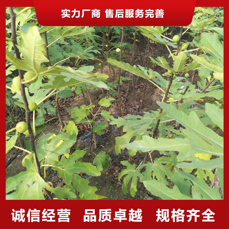 北美冬青-视频-北美冬青_湖北省襄阳市市场覆盖枣阳|谷城|武汉|荆门|鄂州|荆州|咸宁|孝感|宜昌等