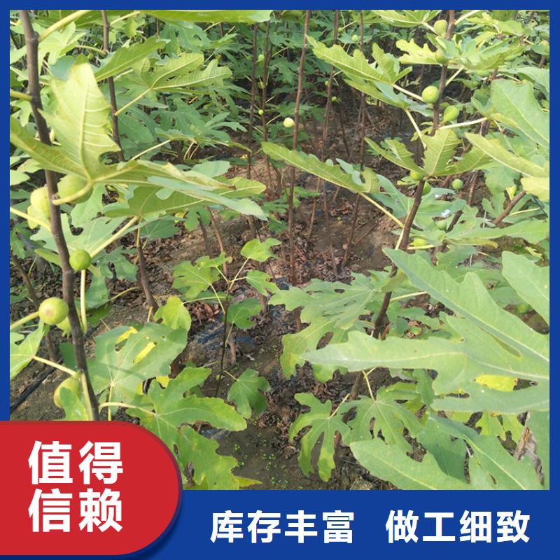 北美冬青-视频-北美冬青-新疆克拉玛依市(当地)公司-乌鲁木齐|伊犁