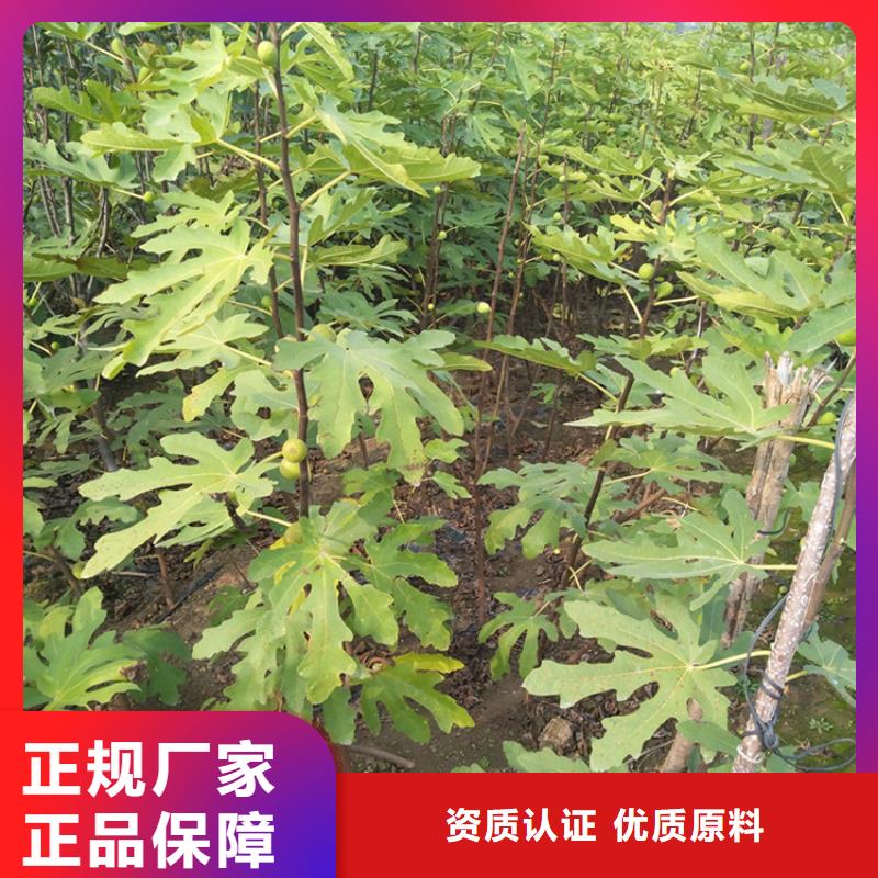 北美冬青-视频-北美冬青_湖北省襄阳市市场覆盖枣阳|谷城|武汉|荆门|鄂州|荆州|咸宁|孝感|宜昌等
