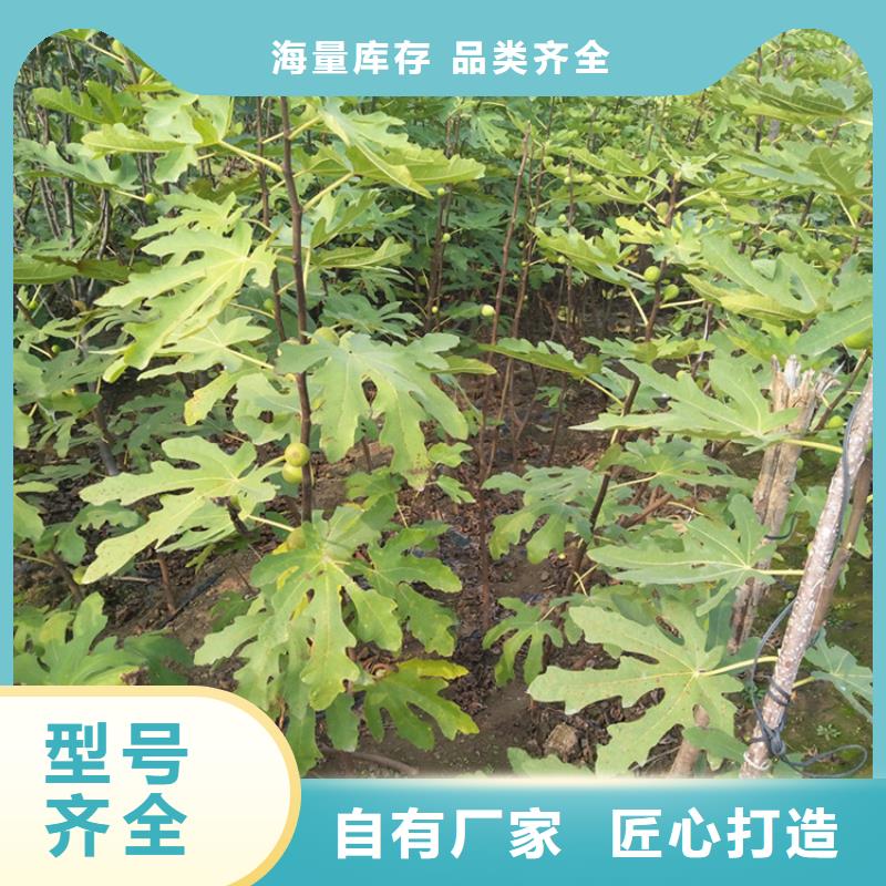 北美冬青-视频-四川省自贡市轩园北美冬青可服务区域富顺|自流井|内江|凉山|广安|泸州|德阳|眉山等