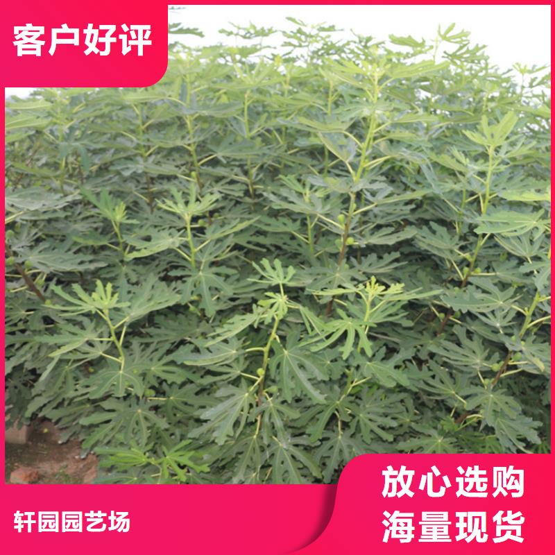 无花果-杏树苗匠心工艺