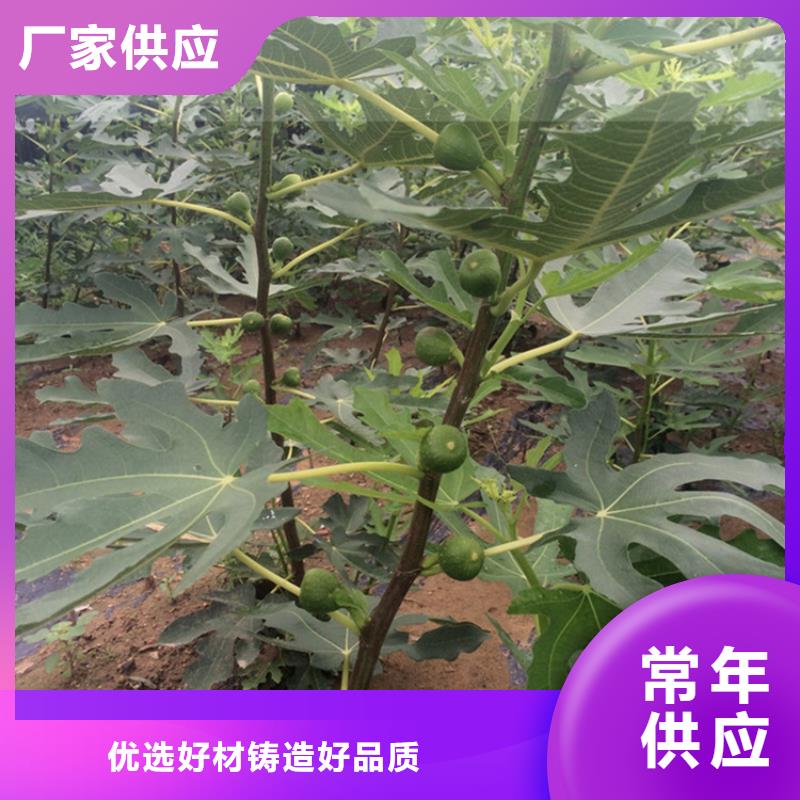 北美冬青-视频-北美冬青_湖北省襄阳市市场覆盖枣阳|谷城|武汉|荆门|鄂州|荆州|咸宁|孝感|宜昌等