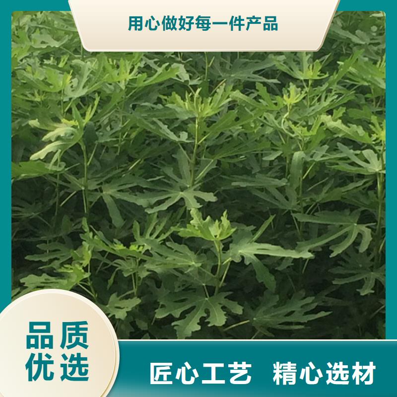 无花果樱桃苗实力厂商