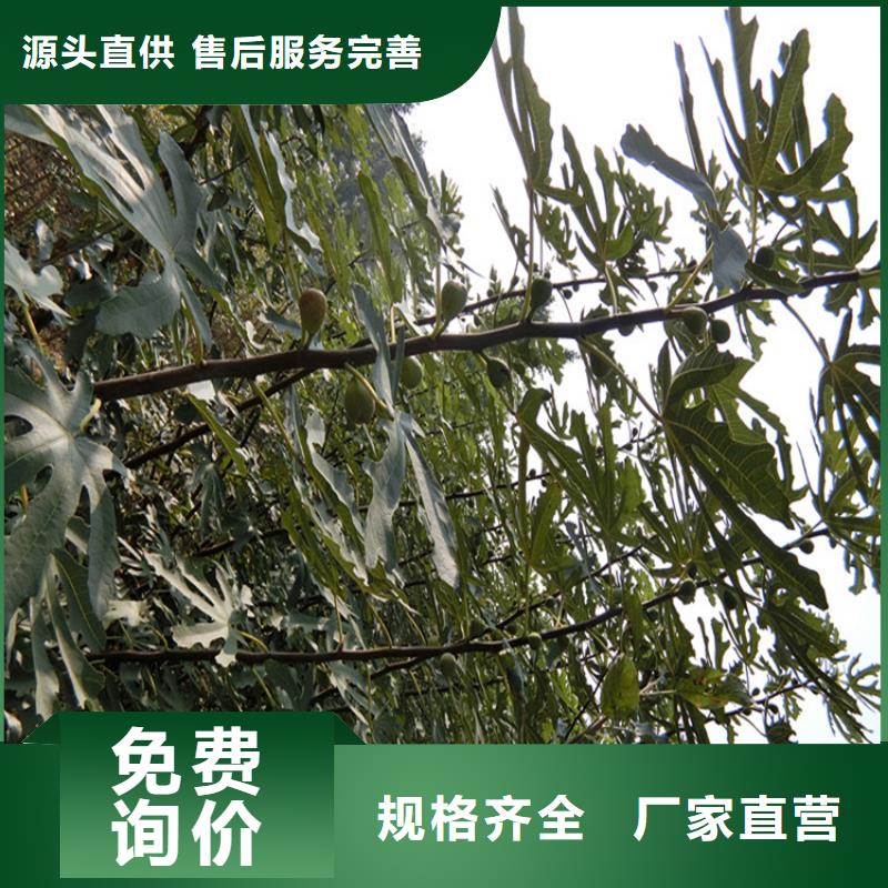 无花果,葡萄苗拒绝伪劣产品