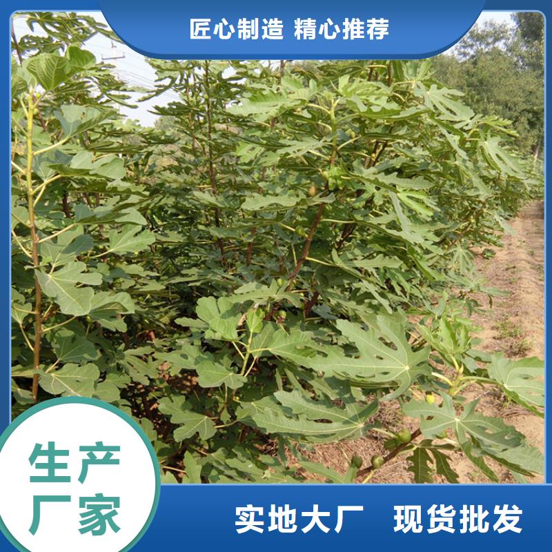 无花果樱桃苗实力厂商