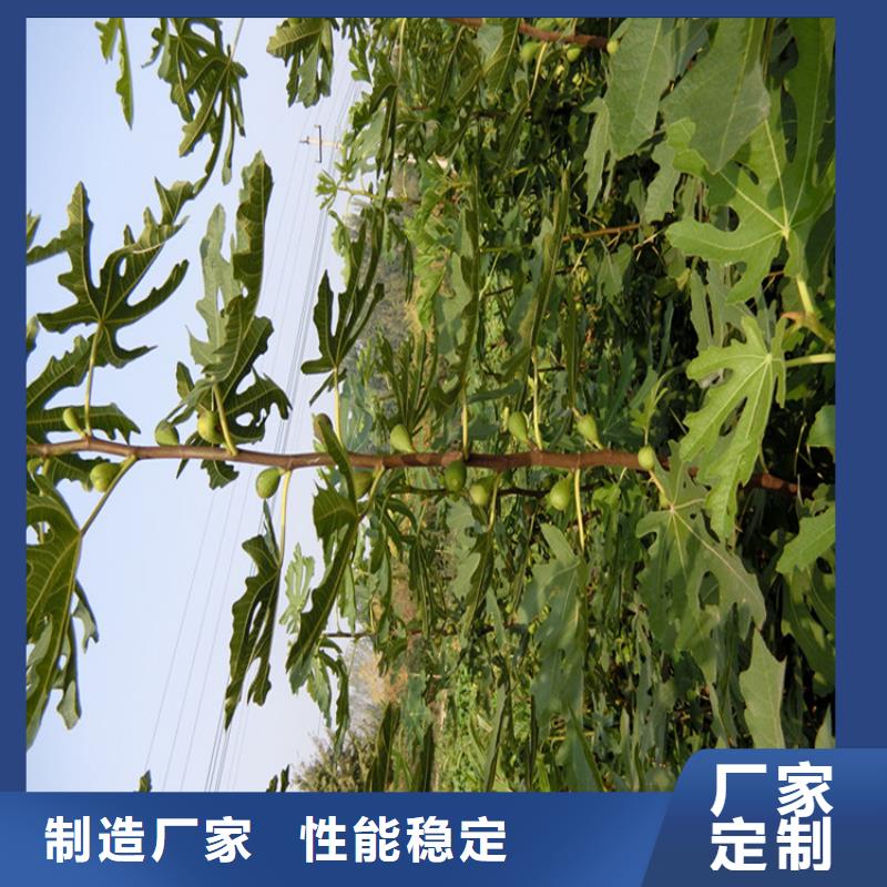 北美冬青-视频-四川省自贡市轩园北美冬青可服务区域富顺|自流井|内江|凉山|广安|泸州|德阳|眉山等