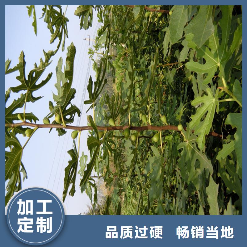 无花果樱桃苗实力厂商