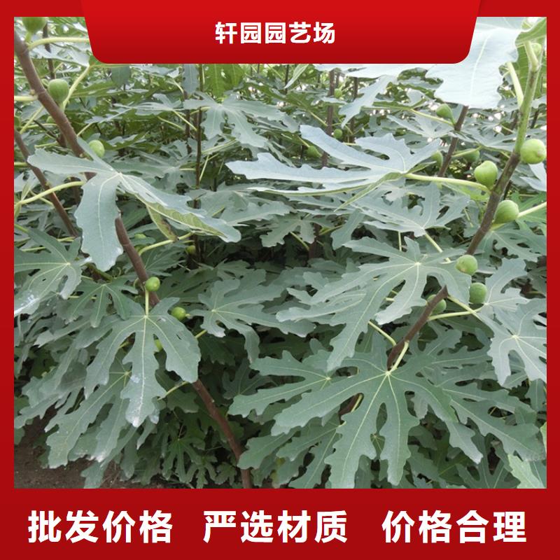 无花果樱桃苗实力厂商