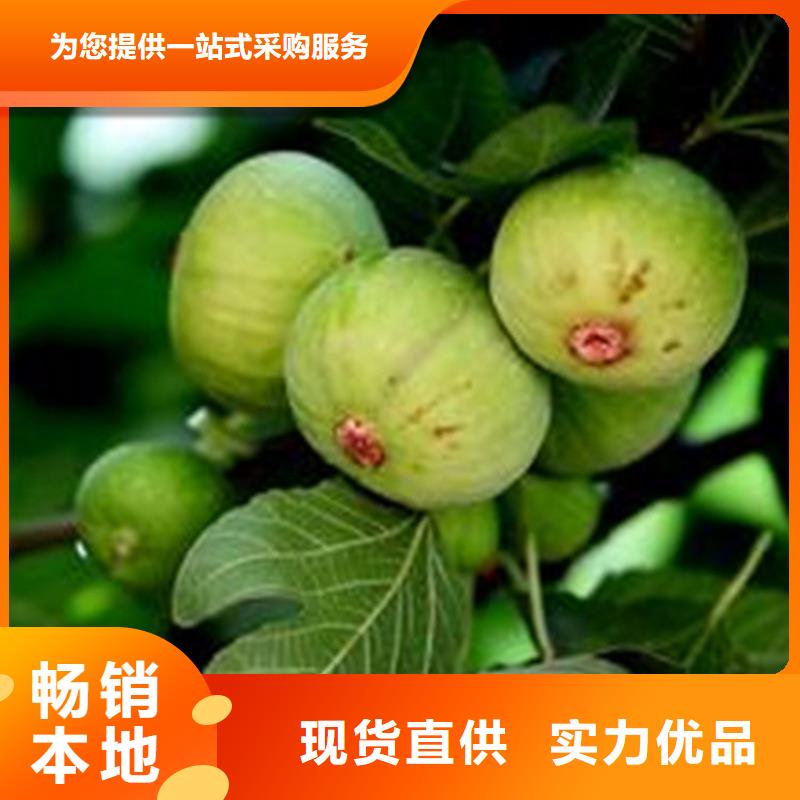 无花果苹果苗为品质而生产
