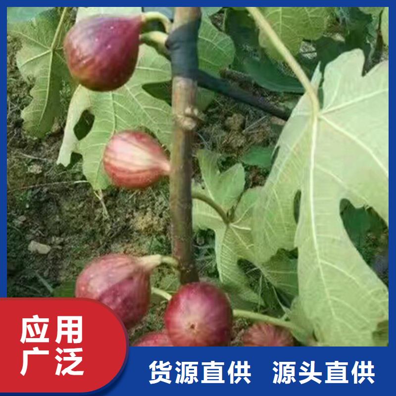 无花果樱桃苗实力厂商