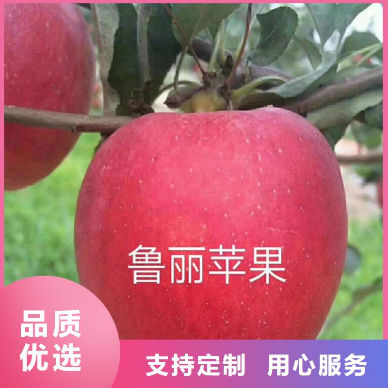 苹果,杏树苗厂家直接面向客户