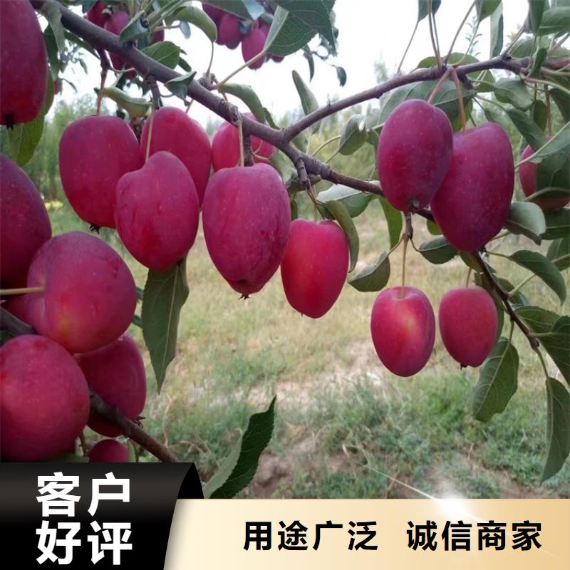 北美冬青-视频-北美冬青(轩园)覆盖地域山东省枣庄市台儿庄|滕州|济南|潍坊|东营|菏泽