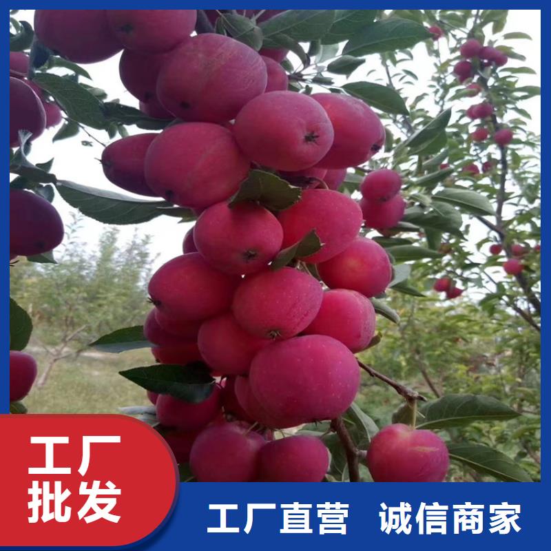 北美冬青视频-安徽省淮北市轩园北美冬青可服务区域相山|杜集|铜陵|宣城|池州|滁州|合肥等