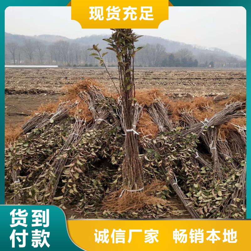 北美冬青视频-甘肃省定西市|安定|岷县|嘉峪关|酒泉|武威|天水|临夏|平凉|金昌北美冬青-轩园