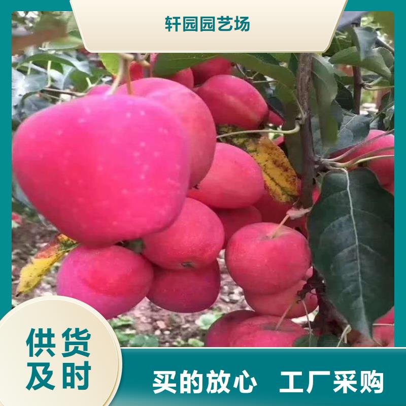 苹果北美冬青无中间商厂家直销