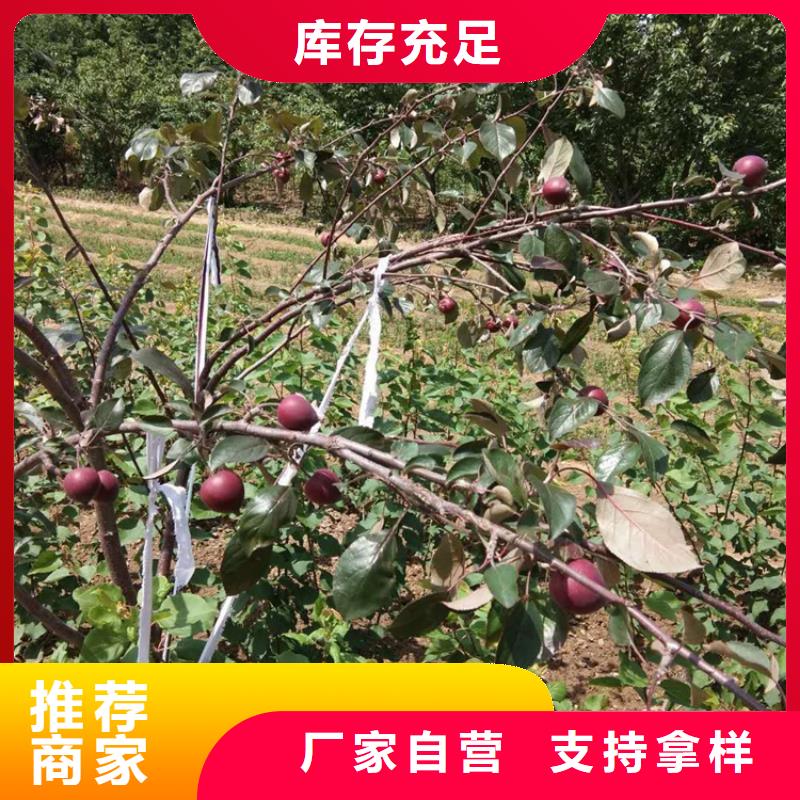 北美冬青视频-安徽省淮北市轩园北美冬青可服务区域相山|杜集|铜陵|宣城|池州|滁州|合肥等