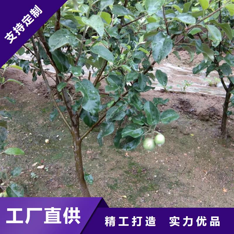 北美冬青视频-甘肃省定西市|安定|岷县|嘉峪关|酒泉|武威|天水|临夏|平凉|金昌北美冬青-轩园