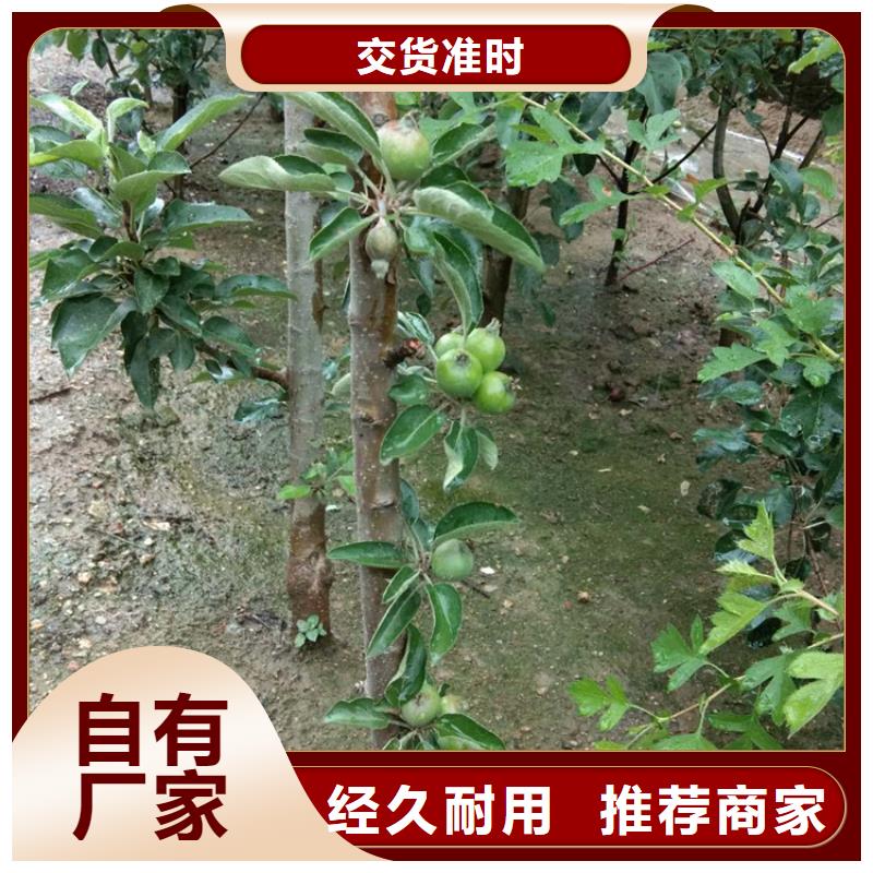 北美冬青视频-甘肃省定西市|安定|岷县|嘉峪关|酒泉|武威|天水|临夏|平凉|金昌北美冬青-轩园