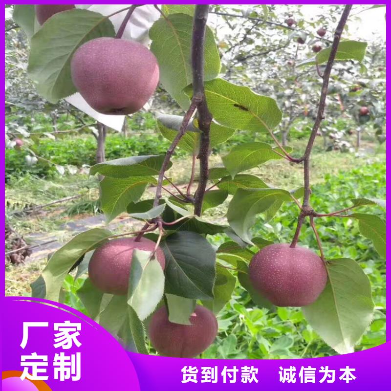 北美冬青-视频-北美冬青(轩园)覆盖地域山东省枣庄市台儿庄|滕州|济南|潍坊|东营|菏泽