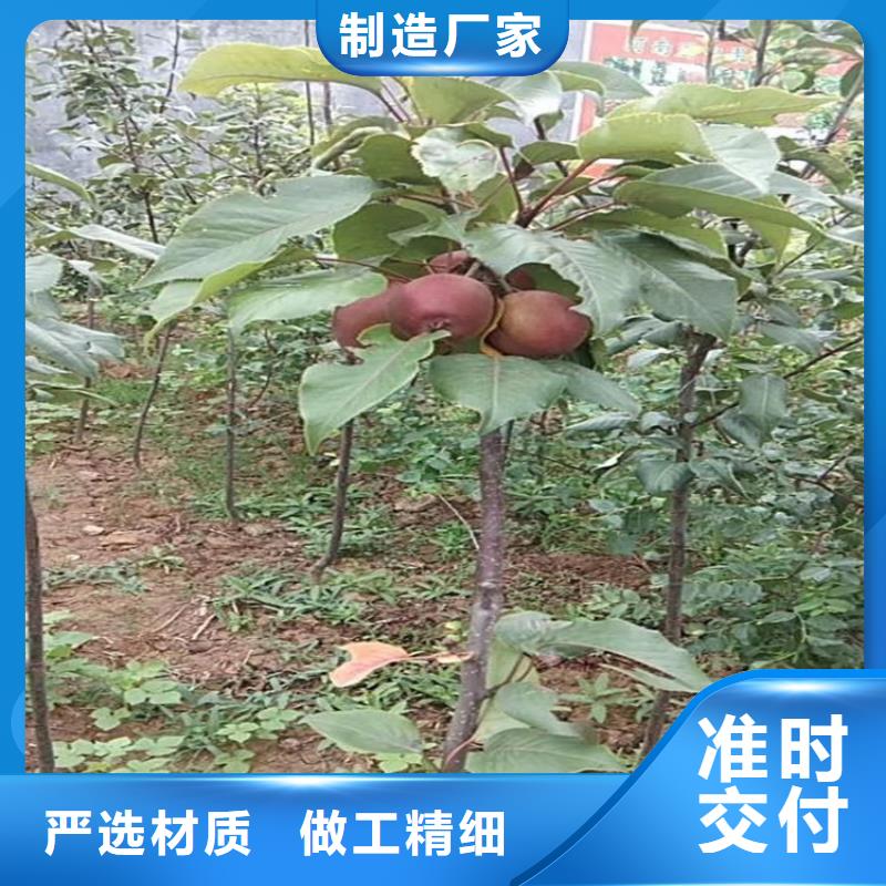 北美冬青视频-甘肃省定西市|安定|岷县|嘉峪关|酒泉|武威|天水|临夏|平凉|金昌北美冬青-轩园