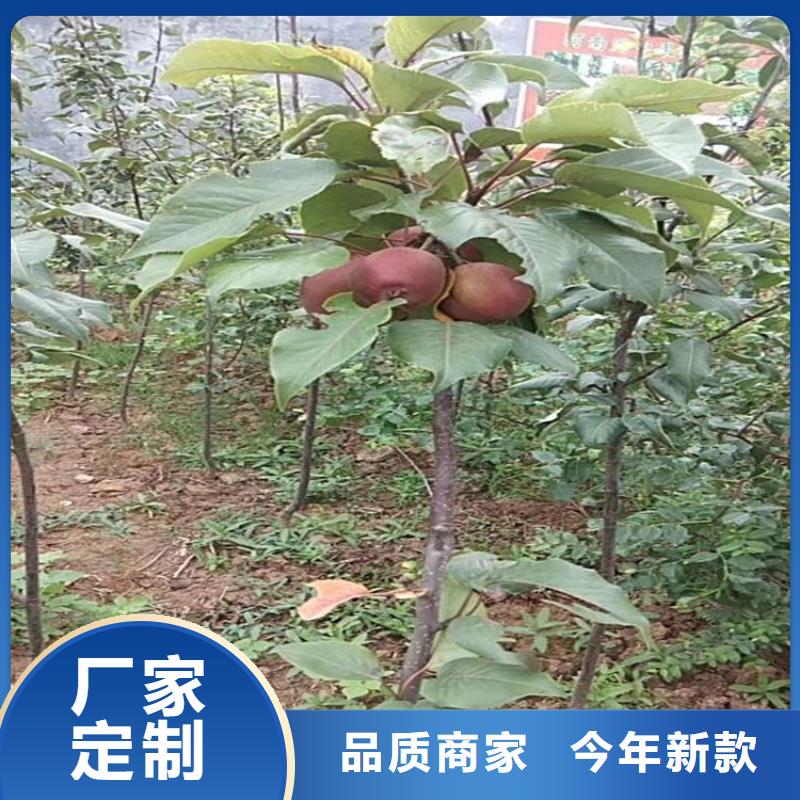 北美冬青视频-安徽省淮北市轩园北美冬青可服务区域相山|杜集|铜陵|宣城|池州|滁州|合肥等