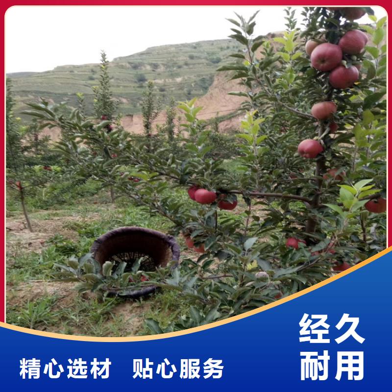 北美冬青视频-甘肃省定西市|安定|岷县|嘉峪关|酒泉|武威|天水|临夏|平凉|金昌北美冬青-轩园