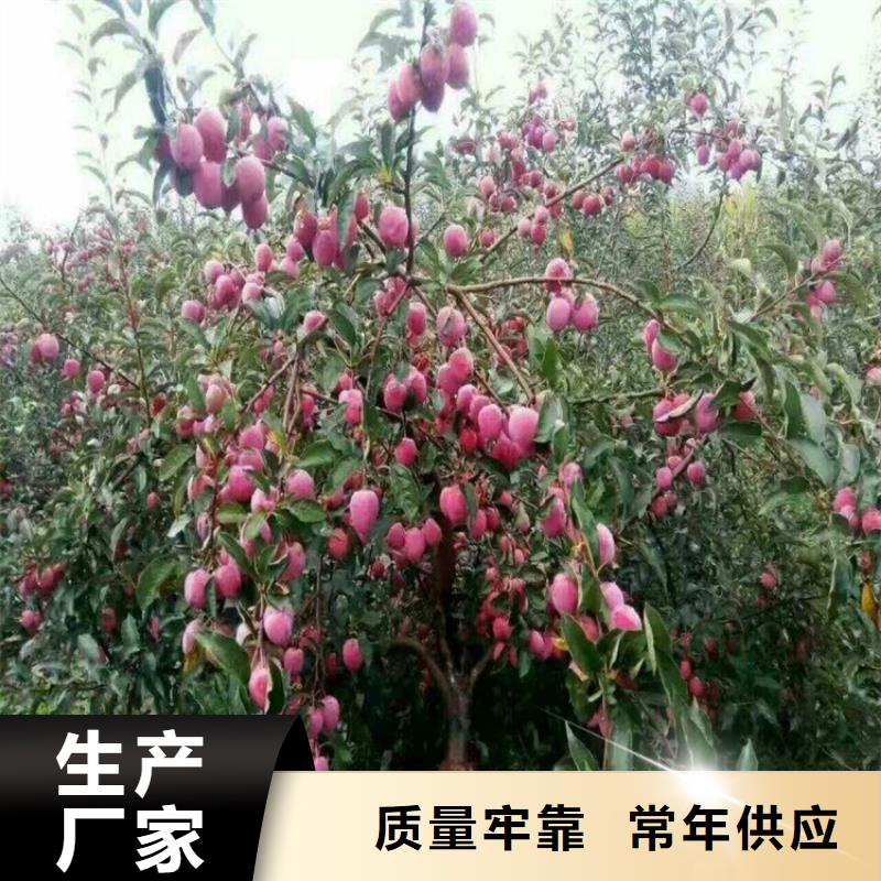 北美冬青视频-甘肃省定西市|安定|岷县|嘉峪关|酒泉|武威|天水|临夏|平凉|金昌北美冬青-轩园