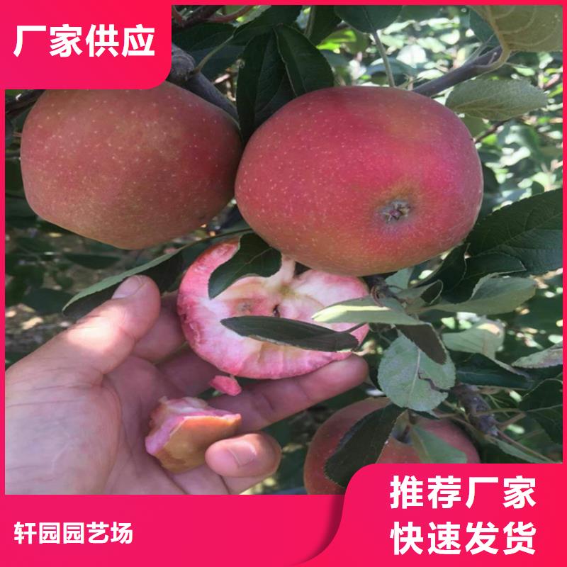 北美冬青-视频-北美冬青(轩园)覆盖地域山东省枣庄市台儿庄|滕州|济南|潍坊|东营|菏泽