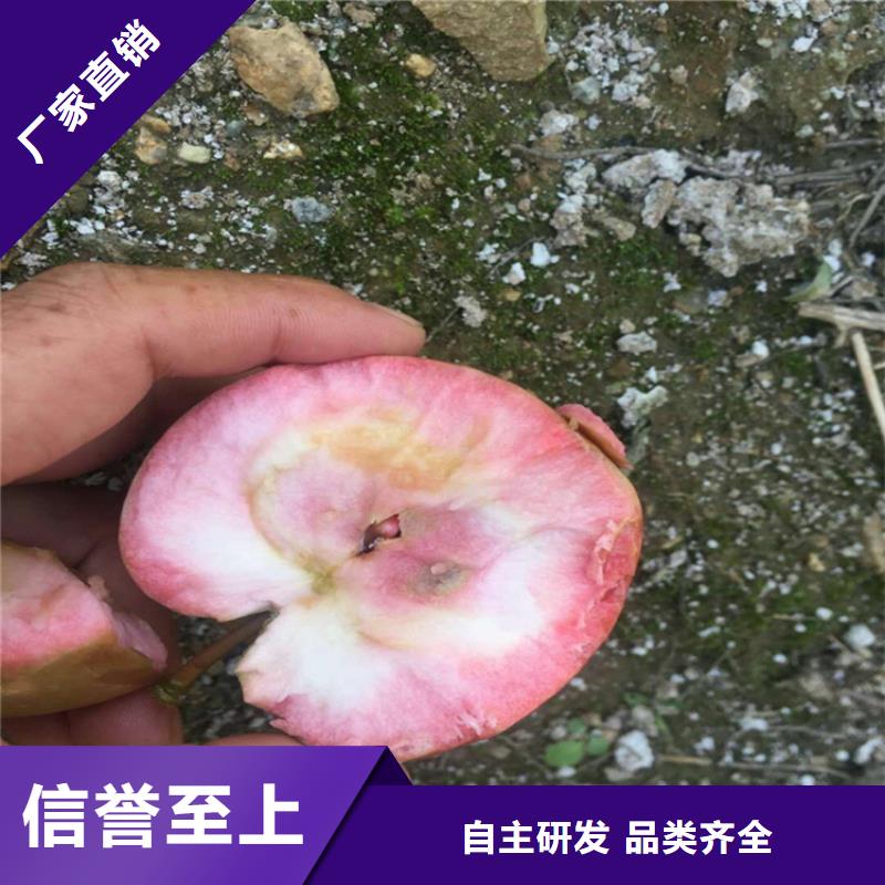 苹果北美冬青无中间商厂家直销