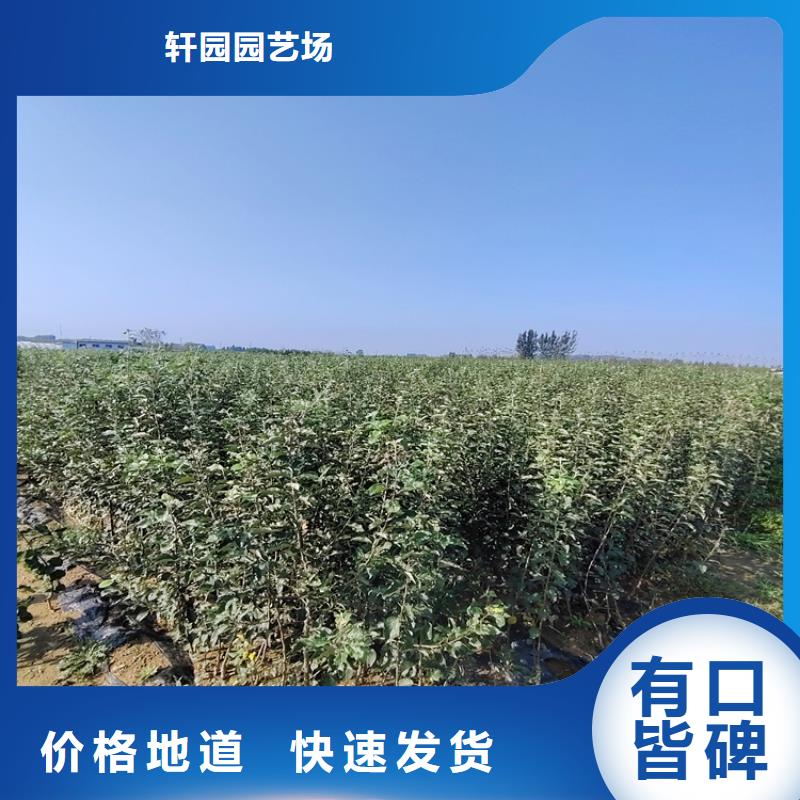 北美冬青视频-安徽省淮北市轩园北美冬青可服务区域相山|杜集|铜陵|宣城|池州|滁州|合肥等