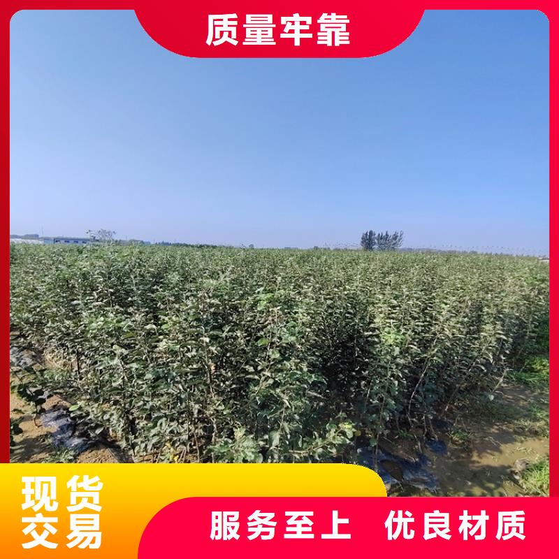 北美冬青视频-甘肃省定西市|安定|岷县|嘉峪关|酒泉|武威|天水|临夏|平凉|金昌北美冬青-轩园