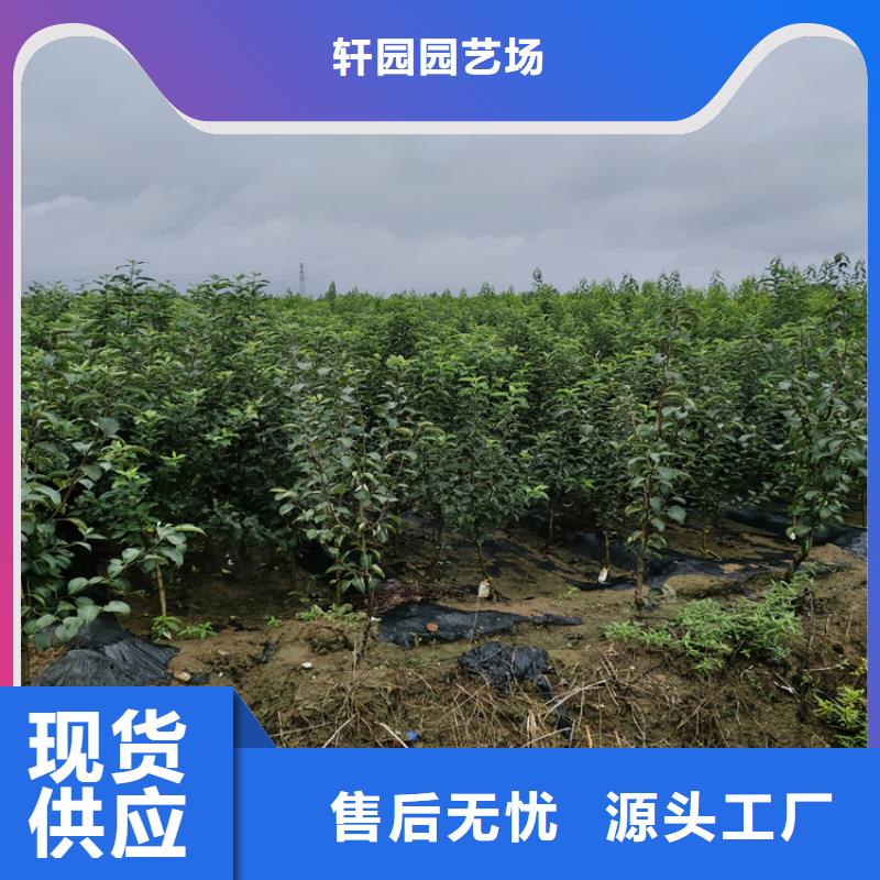 苹果北美冬青无中间商厂家直销