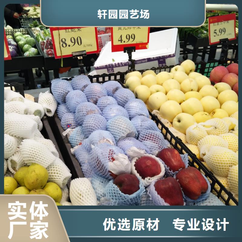北美冬青-视频-北美冬青(轩园)覆盖地域山东省枣庄市台儿庄|滕州|济南|潍坊|东营|菏泽